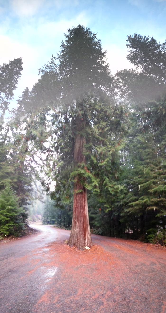 a ross creek cedar