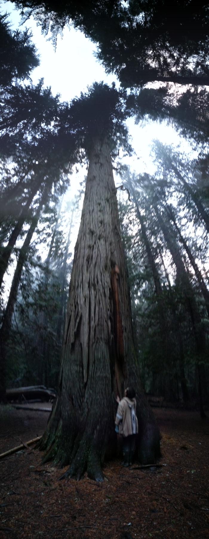 Sharla meeting an ancient cedar