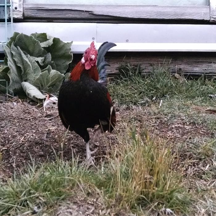 Abe's rooster greeting us