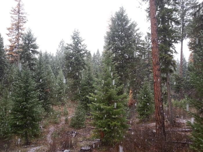 giant snowflakes