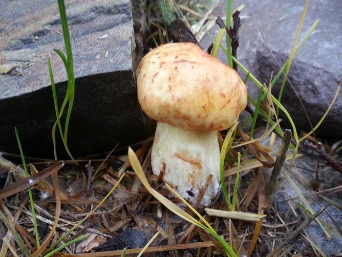 revealed mushroom