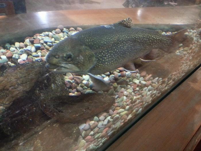 unhappy trout in a truck stop aquarium