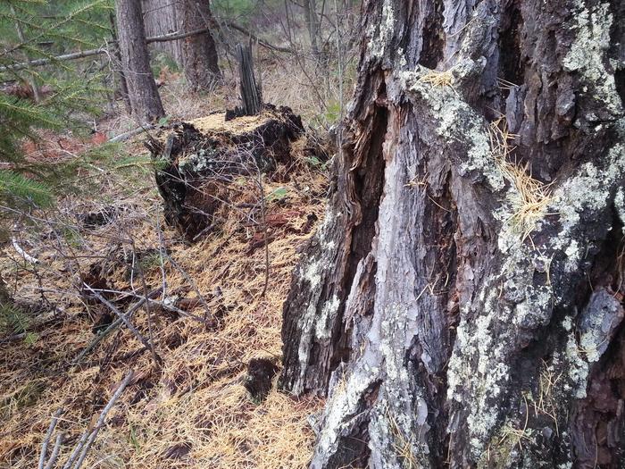 larch needle mulch