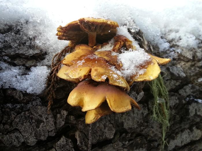 snowcapped shrooms