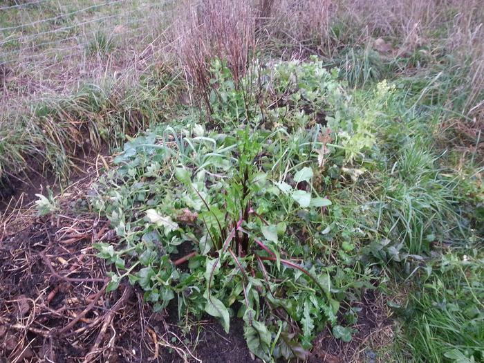 some of Matt's garden growies