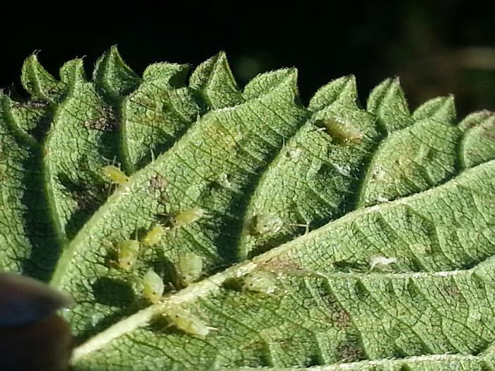 little lifeforms on the back of a nettle leaf