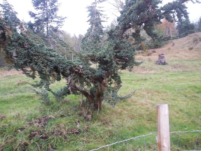 weeping cypress?