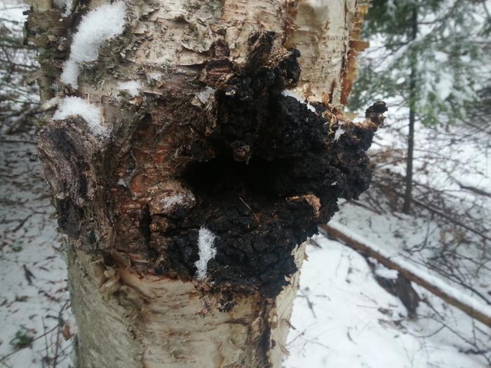 chaga on a birch