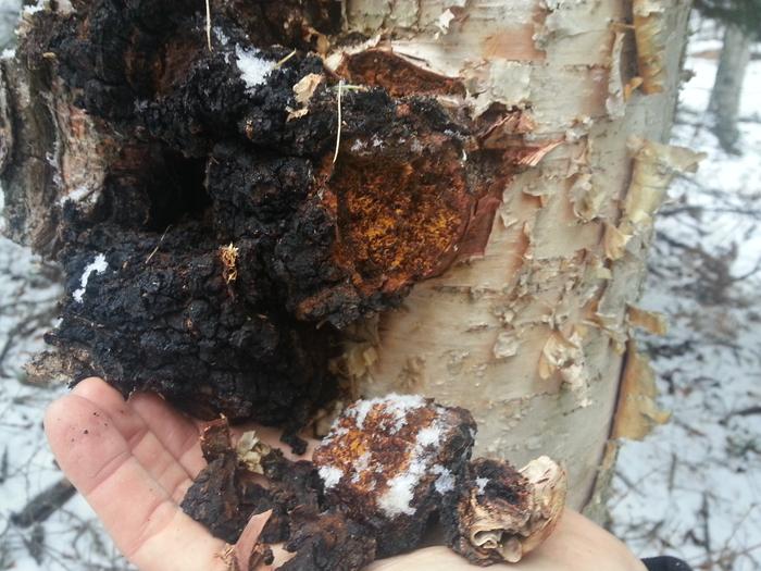 harvested chaga plus some snow from when I dropped it, woops