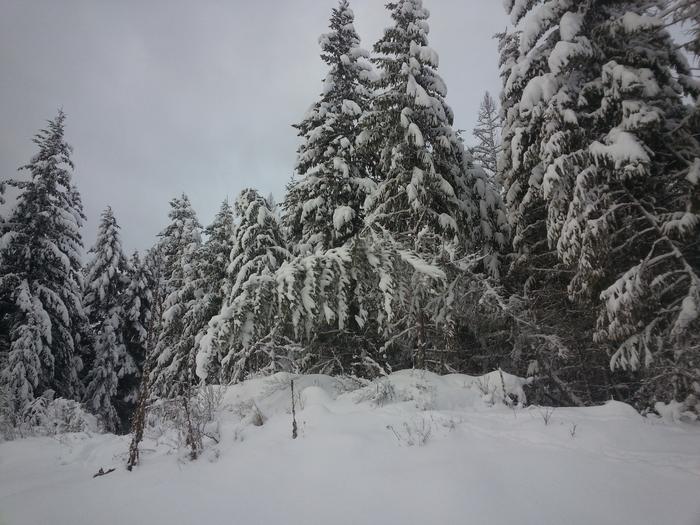 tree bending under an encumbrance of snow