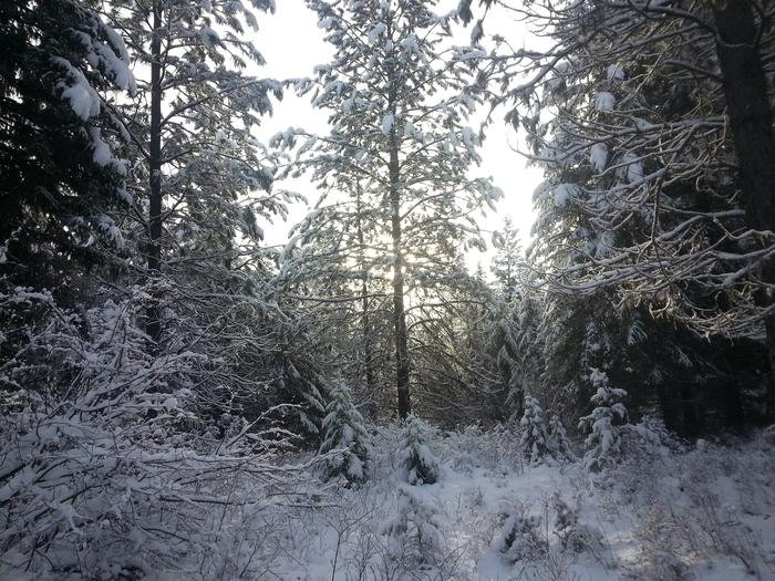 morning sun through snow-covered branches