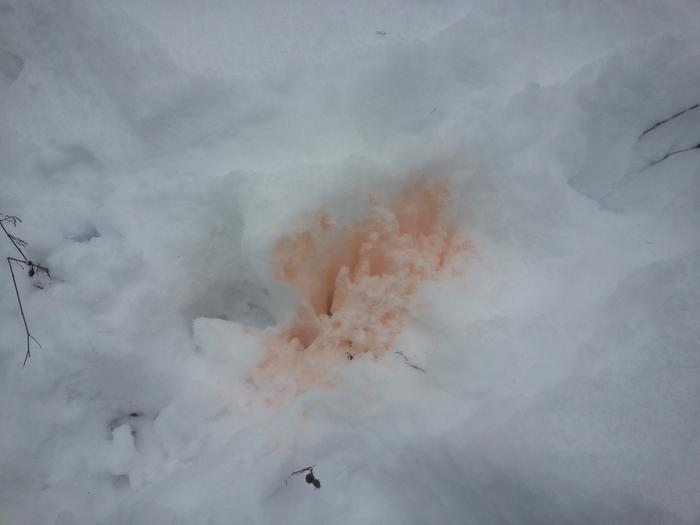 don't eat orange snow