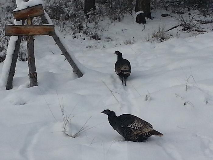 turkeys at basecamp trying to decide between the volcano and the submarine access