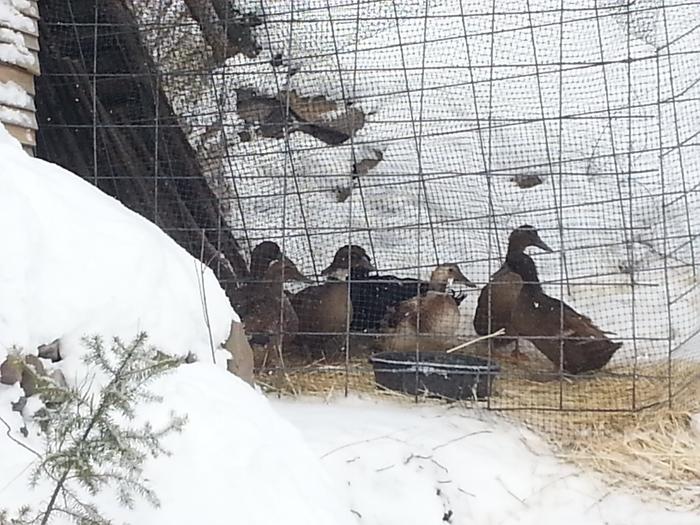 the department of ducks: damaged but not destroyed, diminished but not depressed, doubly decimated but not defeated, detained but not dead