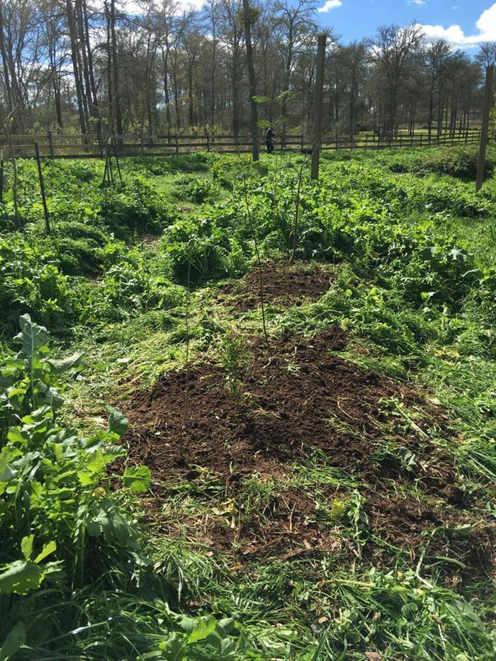 my dad planted a food forest