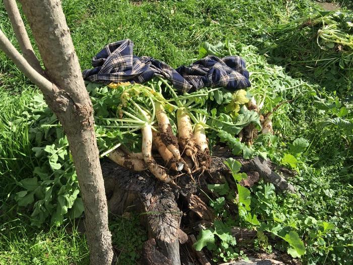 daikon harvest