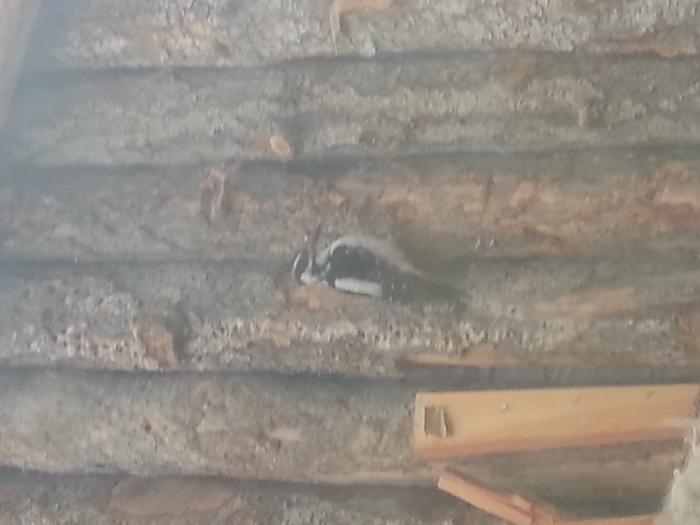 hairy woodpecker outside the abbey