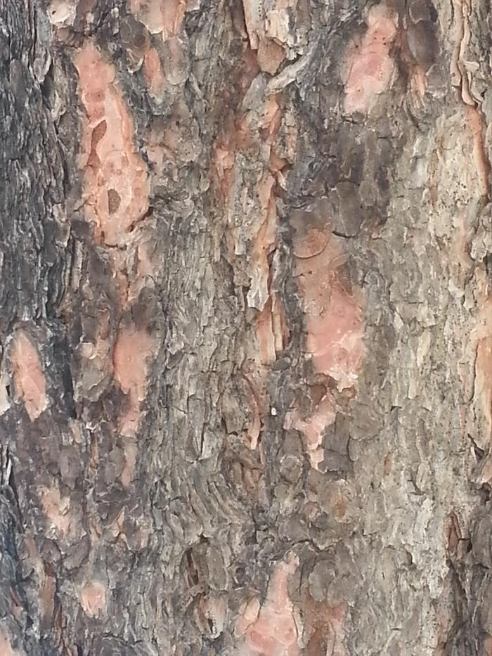 ponderosa pine bark, fire-resistant