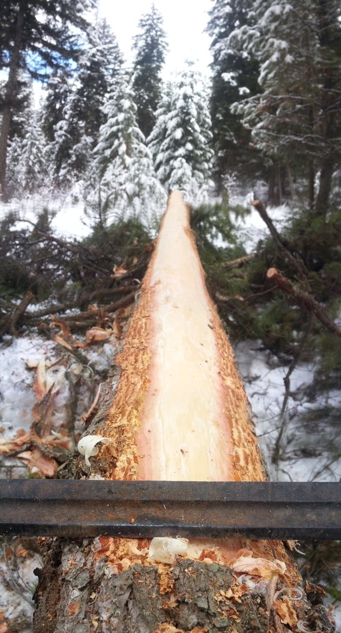 peeling bark under a snowy sky