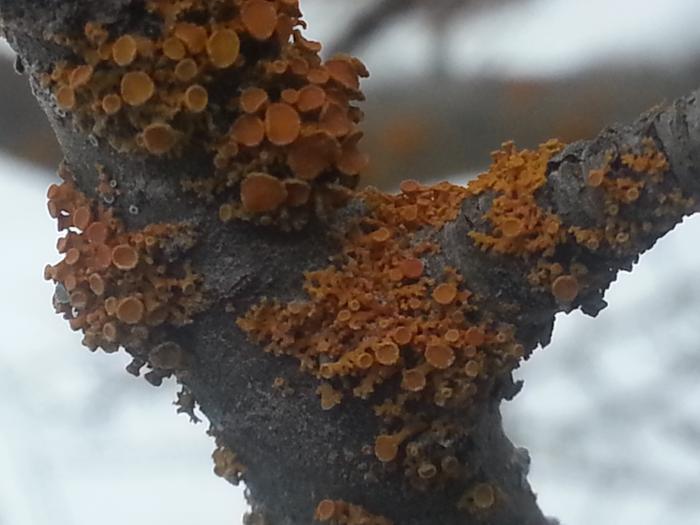 symbiota on an apple tree