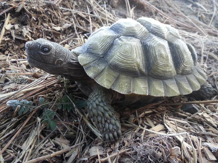 Roy, short for Royland, patron saint of the turtle lot