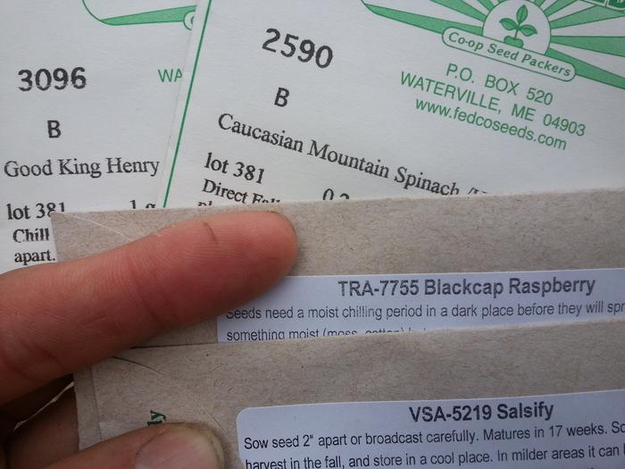 some perennial seeds I just planted outside in the hugelberms