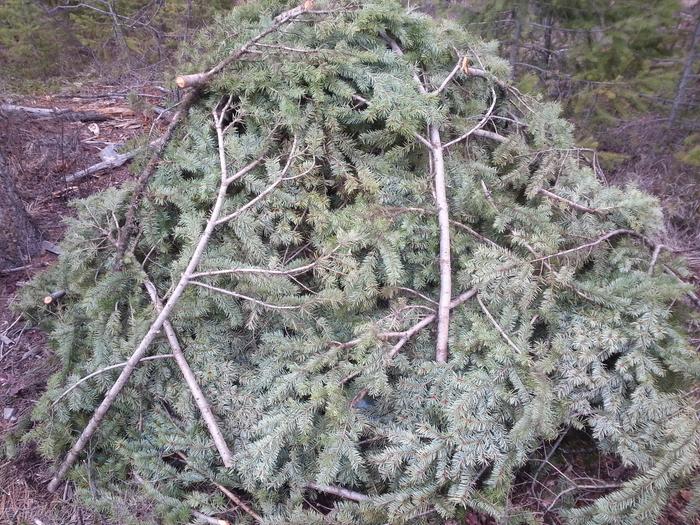 a stack of tarps disguised as a pile of limbs