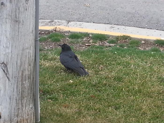 garden city blackbird