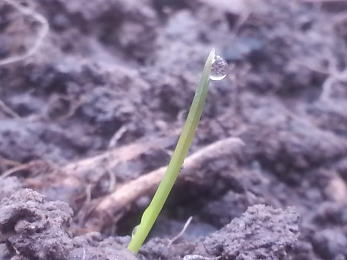 onion sprouting in the greenhouse