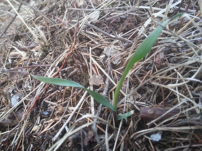 perennial wheat coming up