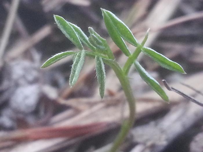 hairy vetch arising