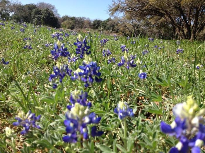 bluebonnets