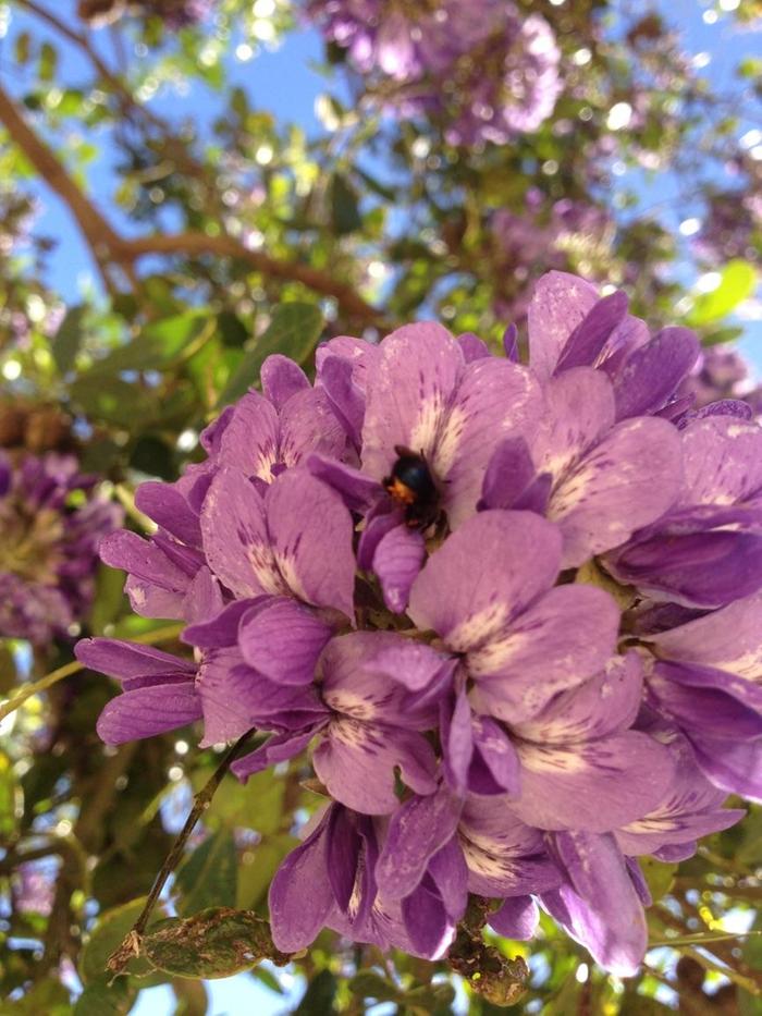 a bee in some mountain laurel perhaps