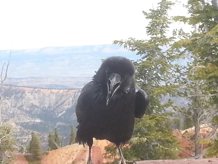 raven squawk