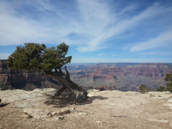 windswept juniper