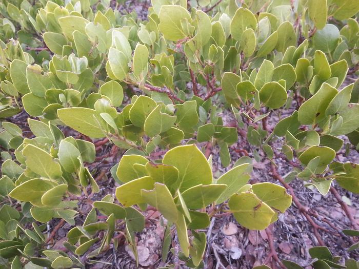 low-growing shrub near bryce canyon