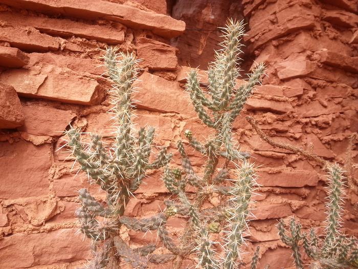 cactus near moqui cave