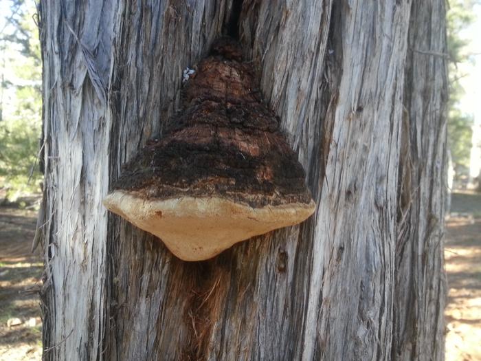 fungus on a juniper or pinyon pine maybe?