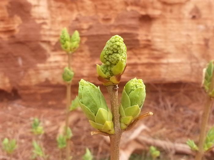 a neat one near bryce