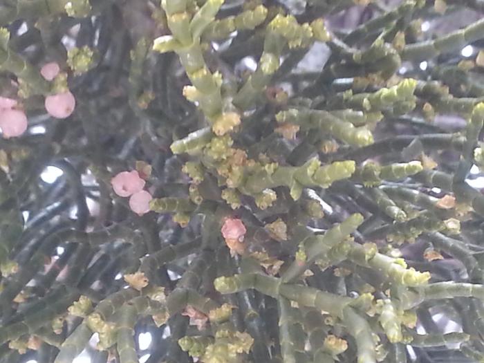 parasitic plant on a juniper