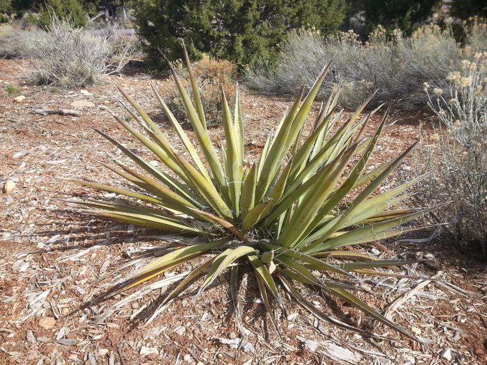 yucca?