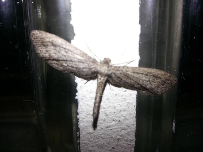 dragonfly moth?