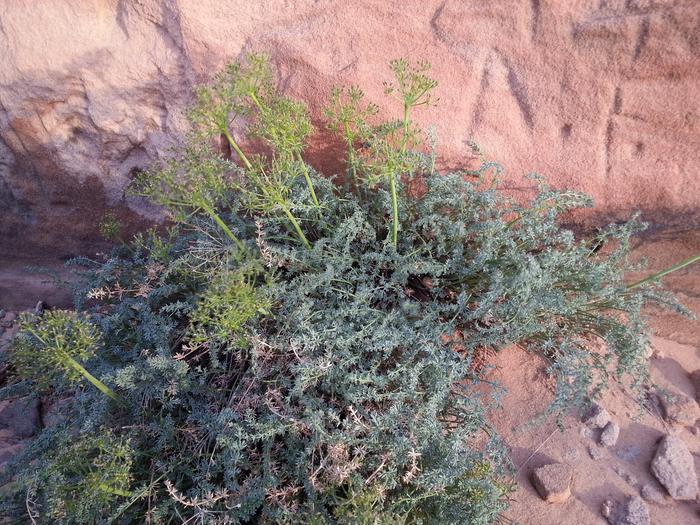 growing out of rock and sand near page