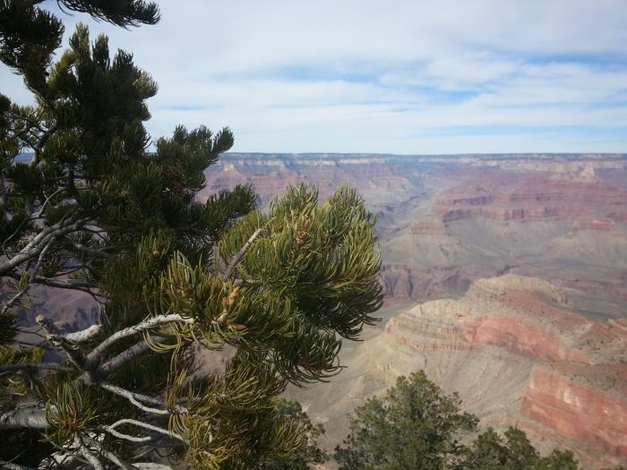 overlooking grand canyon, a pinyon pine perhaps