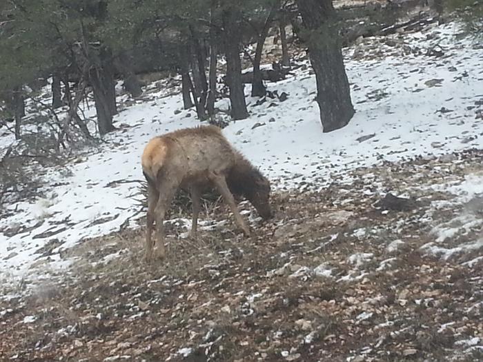 elk? in grand canyon park