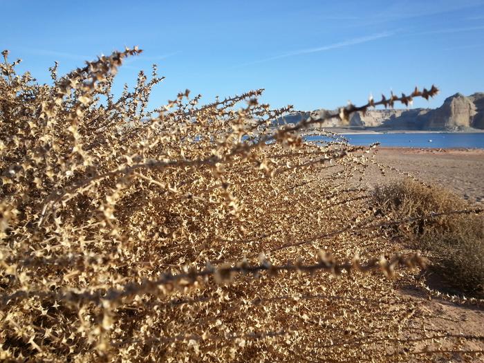 poky plant near wahweap