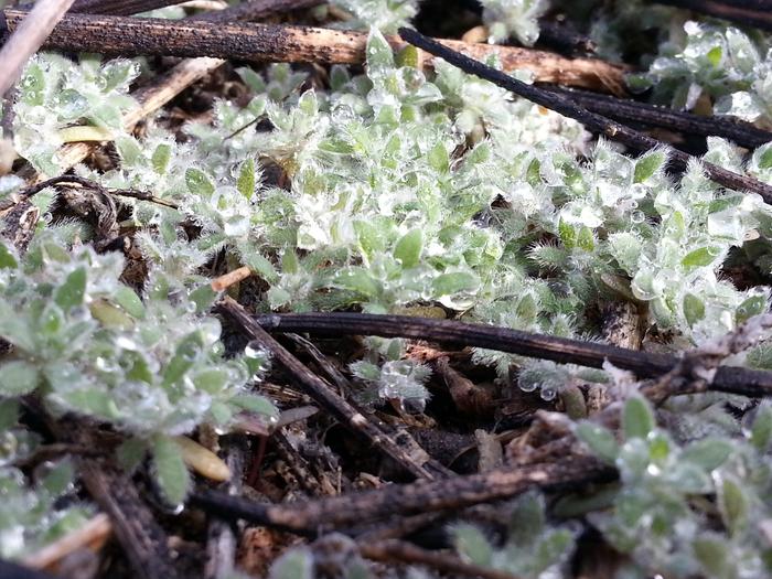 tiny groundcover in marsh near salt lake