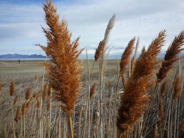 tall grass in marsh near salt lake