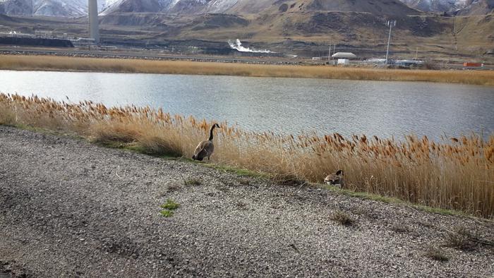 geese near salt lake