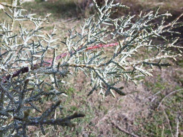 shrub near salt lake